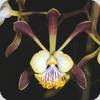 Encyclia alata